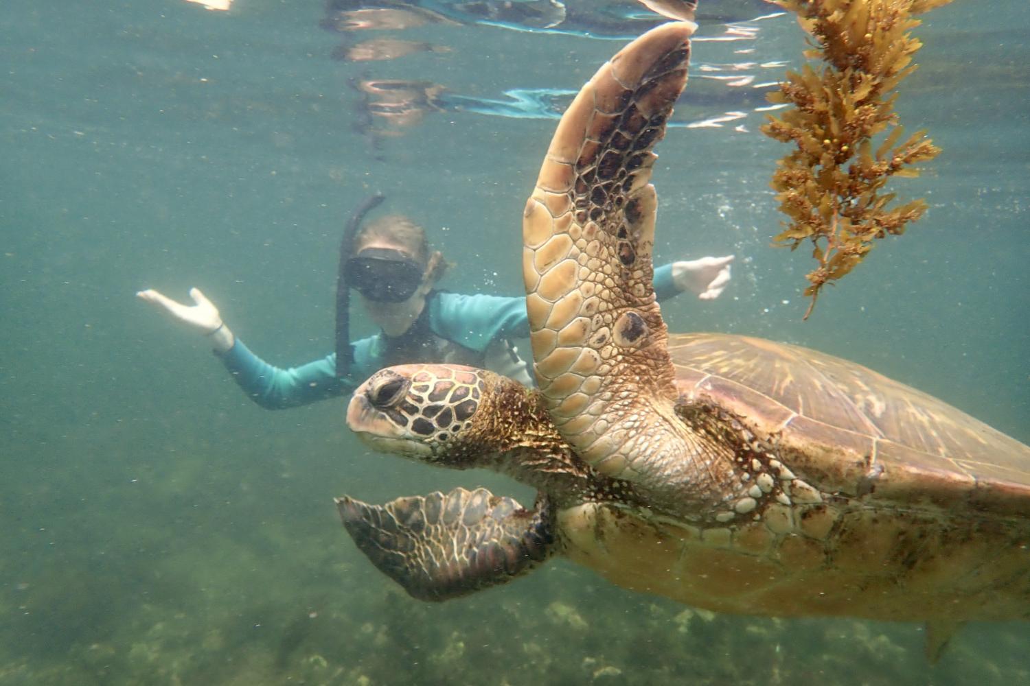 一名<a href='http://research.wjc7.com'>全球十大赌钱排行app</a>学生在Galápagos群岛游学途中与一只巨龟游泳.